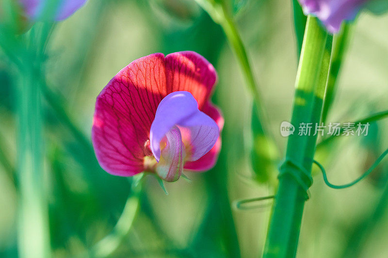 西班牙紫菜- Lathyrus clymenum